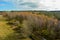 Autumn trees, from above with a path and  brook in the Black Moor in  Germany