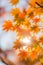 Autumn trees blur background