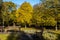 Autumn Trees in Botanic Gardens, Southport, UK.