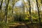 Autumn Trees in Cawston Wood