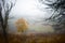 Autumn trees and fog