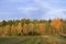 Autumn trees horizontal simple background