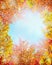 Autumn trees leaves on branch and clear blue sky with sun, abstract nature background