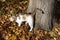 Autumn, trees, leaves and cats