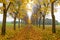 Autumn trees lined in private home road in with foliage in Italy