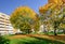 Autumn trees in a living block