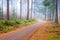 Autumn. Trees with moss in the misty forest. A road through the trees. Dense fog in an autumn forest. Natural landscape in autumn