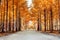 Autumn trees in Nami island.