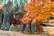 Autumn trees in Nami island, Korea.