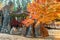 Autumn trees in Nami island, Korea