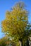 Autumn Trees near Ghent, Belgium on November 5, 2017.