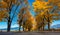 Autumn trees near road