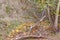 Autumn trees near the slope. Yellow leaves on the branches.