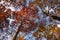 Autumn trees of Red and Gold in a Blue and White Sky