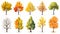 autumn trees, set of vector illustrations of cute trees and shrubs: oak, birch, aspen, linden, fir, sun and dog, different shapes