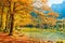 Autumn trees on the shore of lake in Austrian Alps.