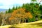 autumn trees on the steep side of Bergheide