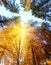 Autumn Trees with sunbeams - beautiful sesonal background, fall