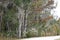 Autumn trees at Sweetwater Wetlands Gainesville, Florida