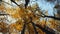 Autumn trees with yellowing leaves