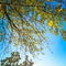 Autumn Treetop in the Forest