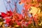 Autumn Trident maple leaf