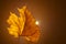 Autumn tulip poplar mixed with maple leaf on solid background. With back sunlight.