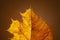 Autumn tulip poplar mixed with maple leaf on solid background. With back sunlight.