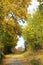 Autumn tunnel over a walking path littered with fallen leaves