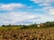 Autumn in Tuscany - Field of dried sunflowers