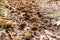 Autumn typical landscape with chestnuts hedgehogs fallen on the undergrowth