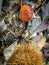 Autumn undergrowth with chestnuts, leaves and mushrooms