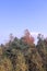 Autumn in a unique pine forest on the island of Yagry in the White sea. Autumn day by the sea