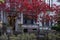 Autumn with various colors of trees on the yards of brownstones in the neighborhood of Brooklyn, NY. Beautiful fall with leaves