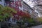 Autumn with various colors of trees on the yards of brownstones in the neighborhood of Brooklyn, NY. Beautiful fall with leaves