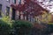 Autumn with various colors of trees on the yards of brownstones in the neighborhood of Brooklyn, NY. Beautiful fall with leaves