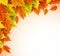 Autumn vector background template. Fall season maple leaves elements