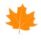Autumn vector orange leaf.
