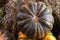 Autumn vegetable dark green pumpkin ribbed harvest ingredient seasonal
