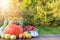 Autumn vegetables and fruits, harvest, orange pumpkin, apples, zidonia, zucchini, squash on a wooden table in garden.