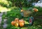 Autumn vegetables in the garden. Ripe pumpkins are stacked in a garden cart