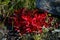 Autumn vegetation in the tundra