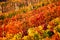 Autumn vibrant color vineyard seasonal landscape. Autumn background with colorful vineyards. Grape vineyards in Italy