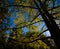 Autumn vibrant foliage of a tree against the sunlight, Guimaraes.