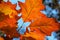 Autumn view - a closeup of orange-red leaves of red oak Quercus rubra on a blue sky background