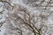 Autumn view of a dry beech tree forest thriving in a dense, remote countryside woods from below. Texture detail of wood