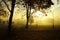 Autumn view-foggy park alley with bare trees and fallen leaves.