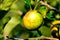 Autumn view of the garden on a green apple in the branches of a tree