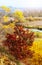 Autumn view with a mahogany tree by the river among the golden autumn vegetation. Picturesque autumn landscape
