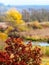 Autumn view with a mahogany tree by the river among the golden autumn vegetation. Picturesque autumn landscape